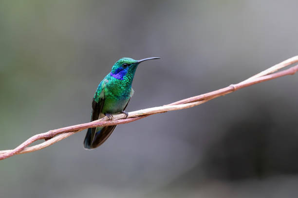 istock Hummingbird - Green violet-ear sitting on a branch 1290316080