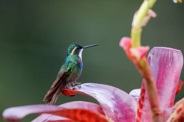 istock Hummingbird, White-throated Mountain-gem 1290316120