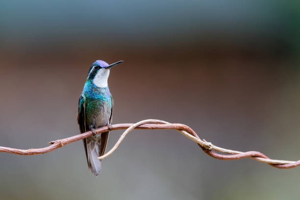 istock Hummingbird, White-throated Mountain-gem 1290316121