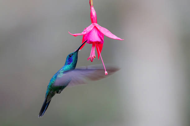 istock Hummingbird - Green violet-ear flying 1290316126