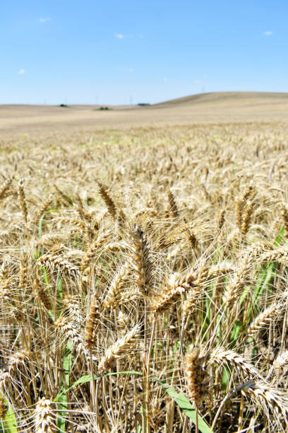 istock Ripe barley farm in summer 1290317777