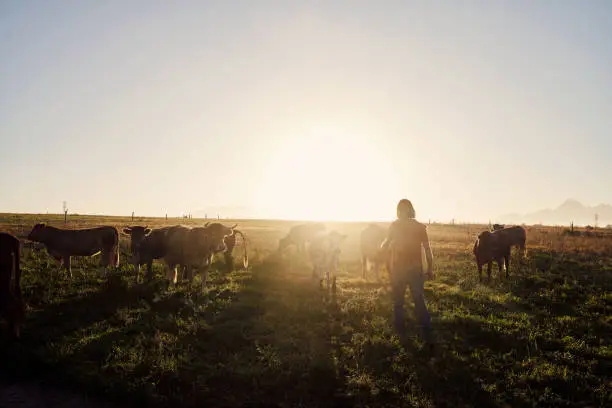 Photo of Monitoring the herd