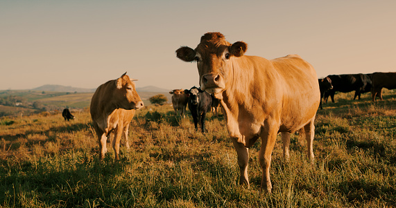 Shot of a herd of cows on a farm