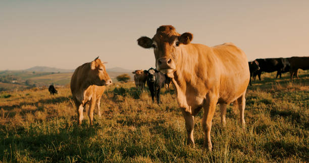 Do you speak moo too? Shot of a herd of cows on a farm grazing photos stock pictures, royalty-free photos & images