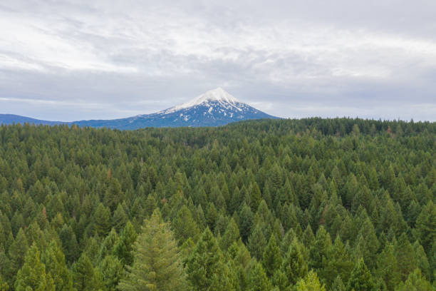 istock Beautiful forest under a cloudy sky and with mountains in the distance 1290320523