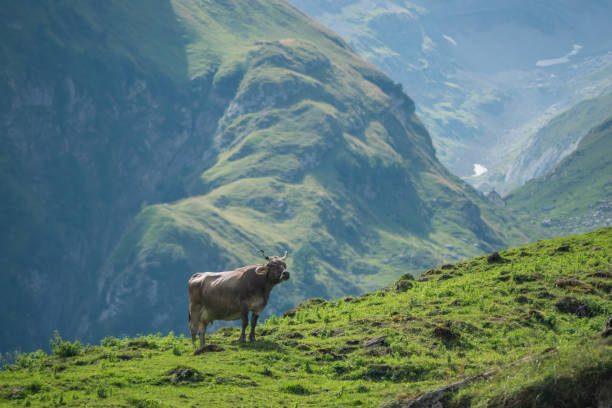 istock Cow in the Mountains 1290320805