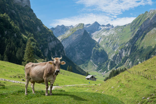 istock Cow in the Mountains 1290320806