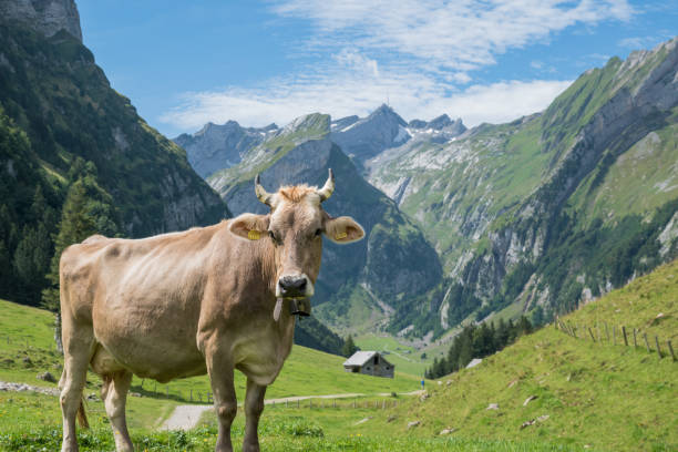 istock Cow in the Mountains 1290320838