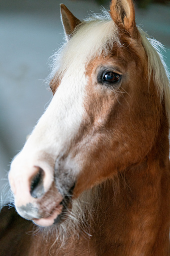 Portrait of a Beautiful Horse