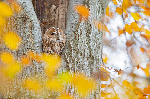 A resting owl on a cold cloudy day in an old tree.
