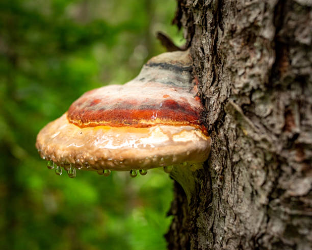 istock Close-up of a tree mushroom with raindrops 1290322343