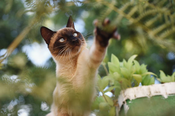 Siamese cat playing with ferns outdoors