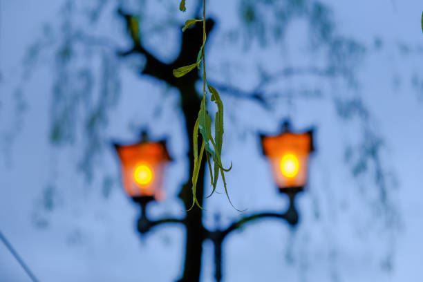 blur lamps back green leaves. Decoration background. evening background.