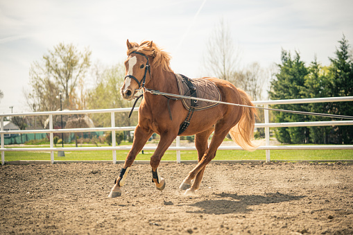 Training the Horse