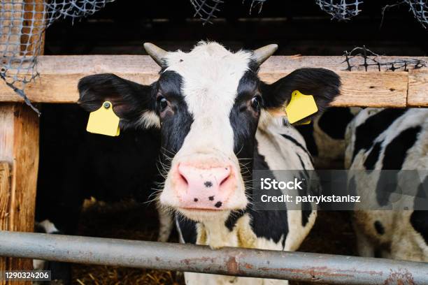 Sapi Peras Sapi Di Peternakan Sapi Perah Di Peternakan Foto Stok - Unduh Gambar ...