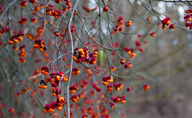 istock shining bush (European spindle tree) Indian autumn colors 1290324961