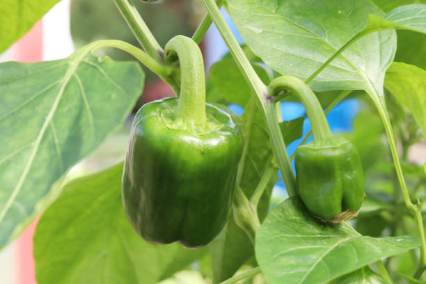 зеленый перец на ветке в саду - pepper bell pepper growth ripe стоковые фото и изображения