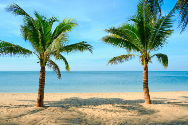 istock Sandy beach with coconut palm tree and blue sky . Tropical landscape . Summer vacations . 1290325064