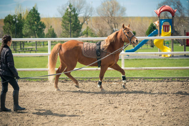 Young woman riding trainer holding the chestnut horse