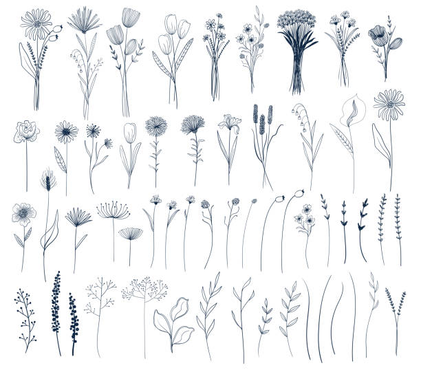 набор изолированных векторных цветов и букетов. - wildflower meadow field flower head stock illustrations