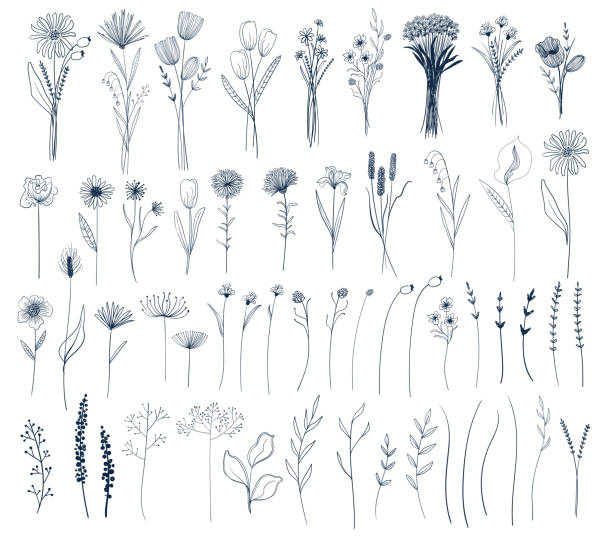 Set of isolated vector flowers and bouquets. Set of isolated vector flowers and bouquets. Spring and summer line art botanical collection. Garden and wildflowers. wildflower drawing stock illustrations