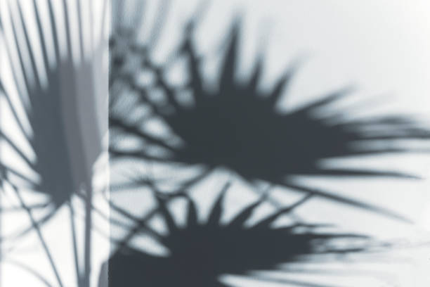 istock Palm leaf shadow on the light wall corner. Leaves shadow background. 1290327554