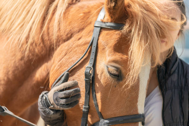 Young woman trainer with a brown horse