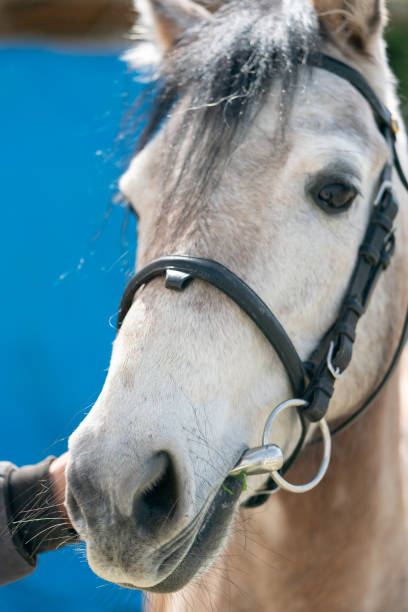 istock Trainer holding a white horse from noseband 1290330064