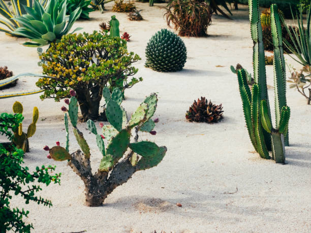 istock Beautiful tropical cactus garden, Israel 1290330367