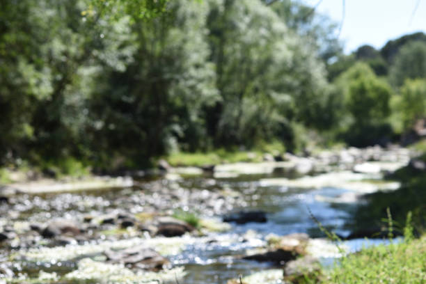 River in the mountains with stones and reeds in unfocused image