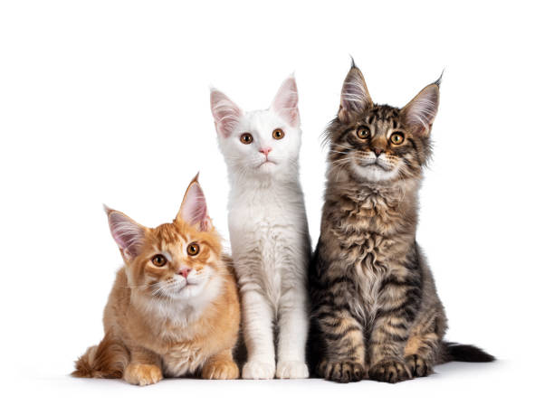 istock Trio Maine Coon cat kittens on white 1290331309
