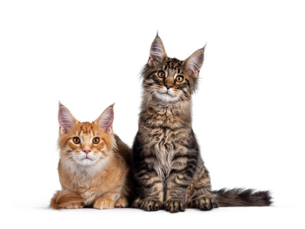 istock Duo Maine Coon cat kittens on white 1290331322