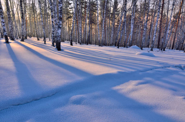 istock Winter Sunset in birch grove. 1290332945