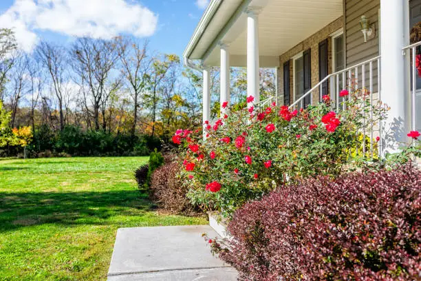 White colonial architecture of house entrance to front porch yard with green landscaping grass and red rose bush in Virginia