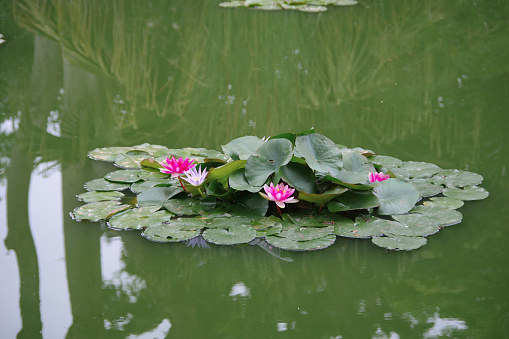 An Indian lotus in the pond.
