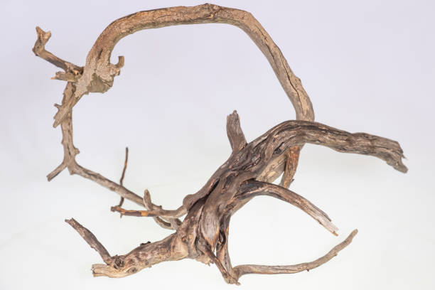 istock decorative and creative business ideas and designs from dead branches in nature 1290333430