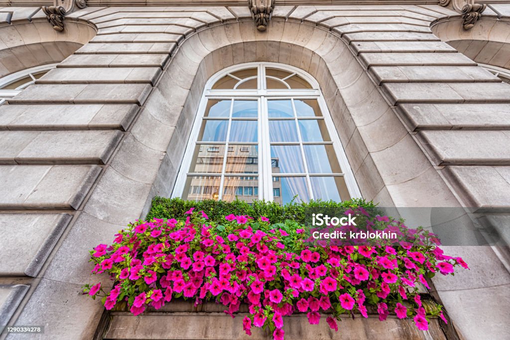 One Victorian or Georgian terrace building with stone architecture and potted pot or basket of purple pink calibrachoa flowers in West End, United Kingdom Edwardian Style Stock Photo