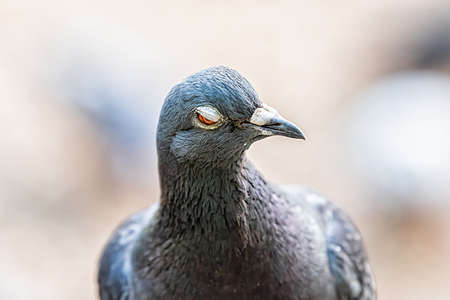 Macro closeup of one pigeon bird head face with eyelid closed over orange eye portrait with bokeh background in London, UK England park