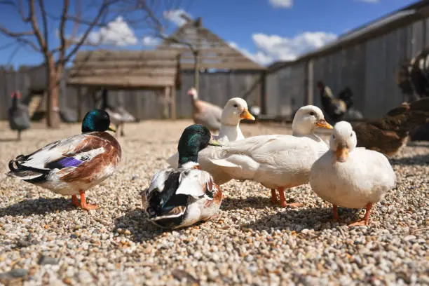 Photo of Group of ducks on small round stones ground, blurred farm background, close detail, shallow depth field, only one male bird eye in focus