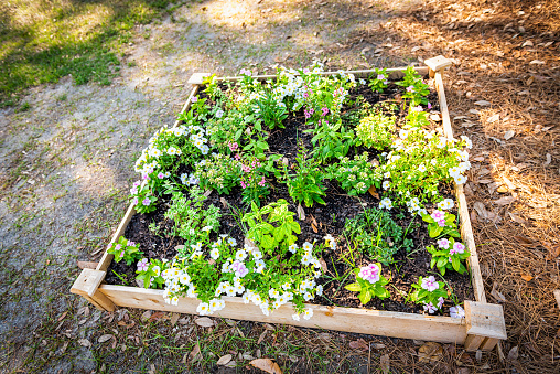 High angle view looking down on many white calibrachoa flowers in large raised bed wooden garden decoration in Charleston, South Carolina