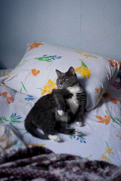 istock Relaxed cat lies on bedclothes linens in bed 1290334677
