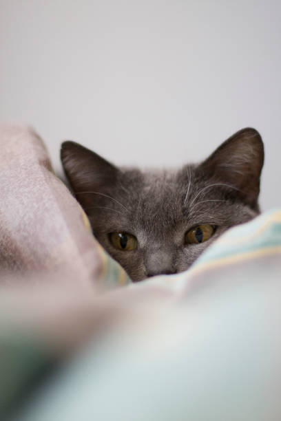 istock Grey spy kitten hiding in bedclothes 1290334691