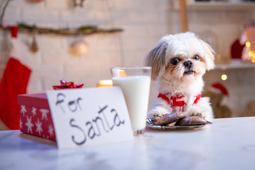 Cute white dog dressed in red x-mass sweater looking at cookies meant for Santa on the table.