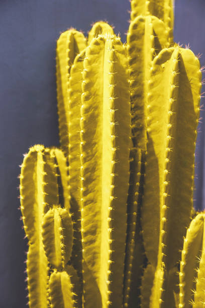 Big yellow cactus closed to grey concrete wall bakground. Trendy color of the year. Tropical vibe