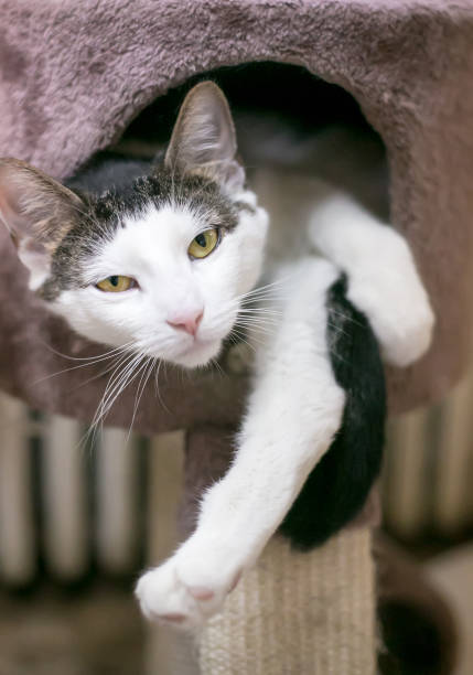 istock A white and brown tabby shorthair cat lying in an awkward pose 1290337091