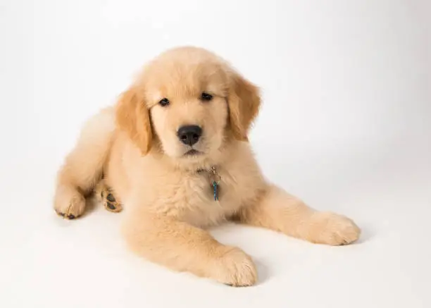 A golden retriever puppy sitting at a slight angle on a white background looking at the camera.