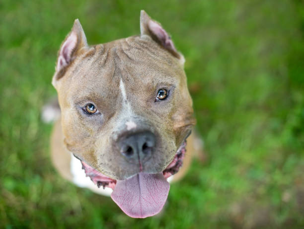 istock A happy Pit Bull Terrier mixed breed dog with cropped ears looking up 1290337144