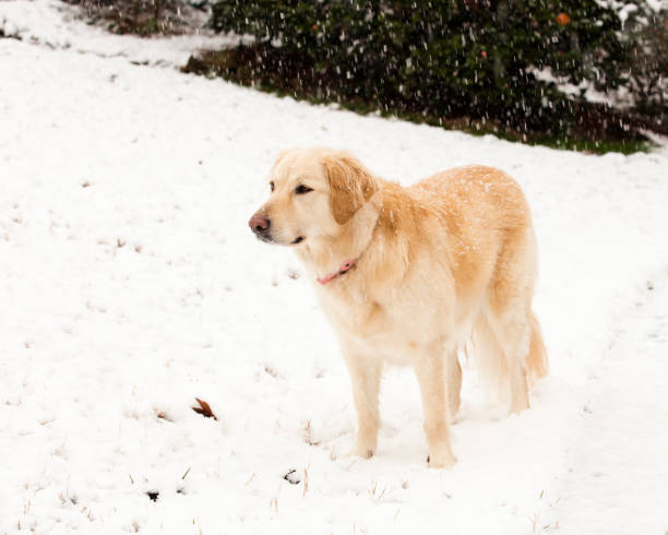 istock GoldenRetrieverSnow_0017 1290337146