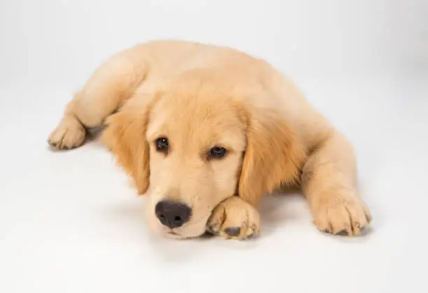 A golden retriever puppy laying on a white background looking at the camera.