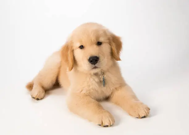 A golden retriever puppy sitting at a slight angle on a white background looking at the camera.